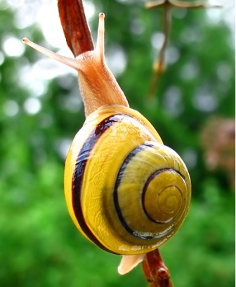 Caracol