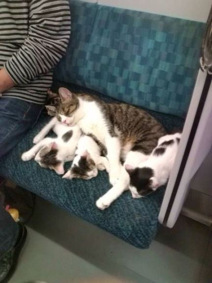 Familia de gatos