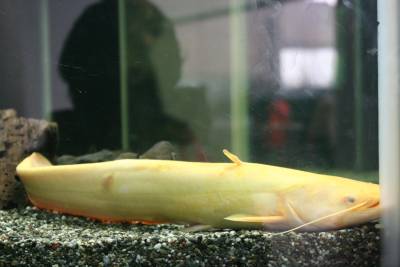 Bagre cazado en 2006.