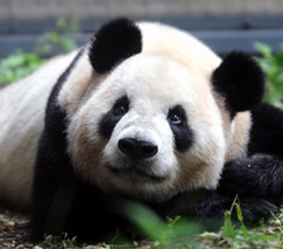 Panda gigante (foto Zoo de Ueno)