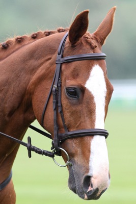 Caballo de carreras (foto TRC)